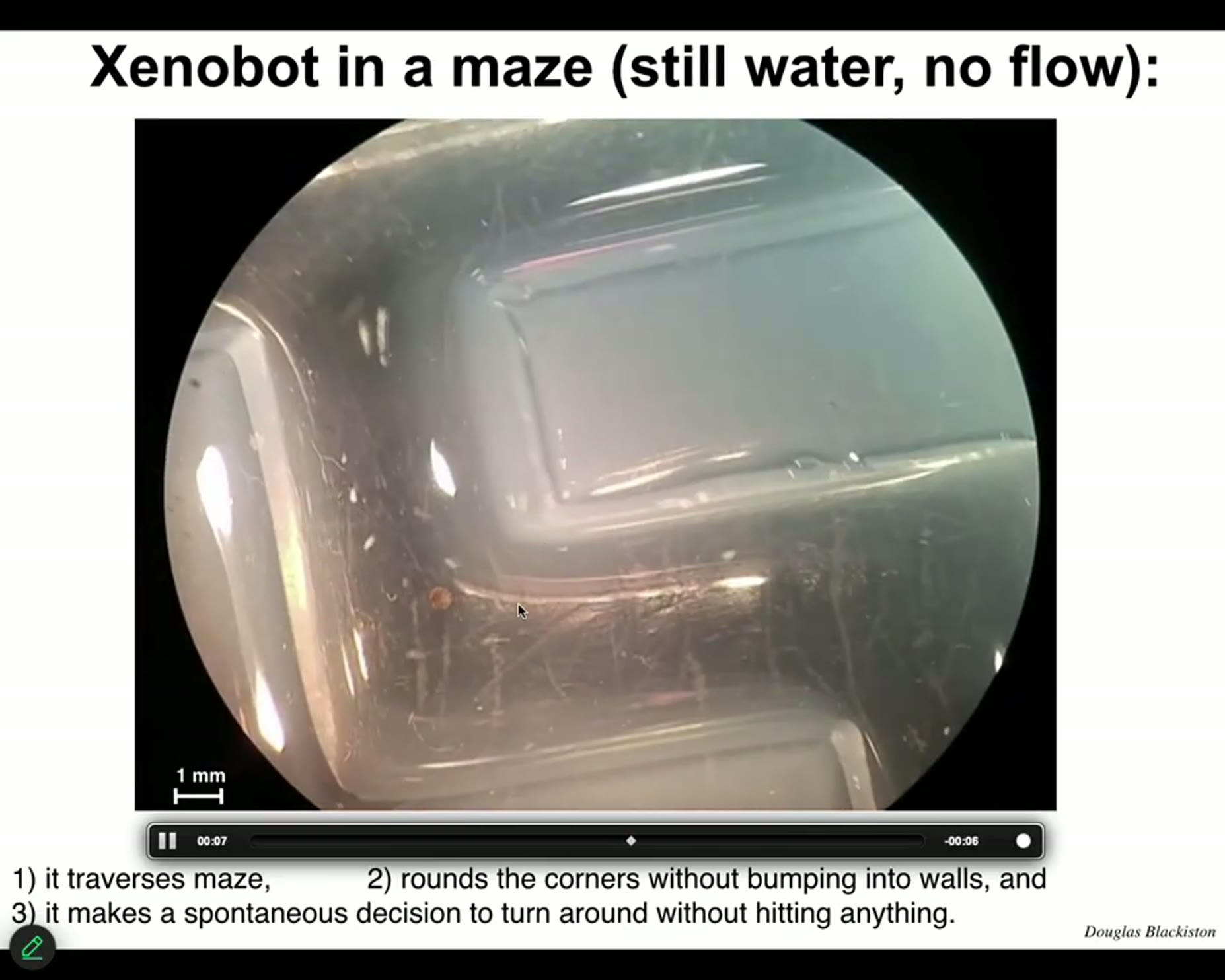 Researcher-stated: in maze navigation, a xenobot traverses the maze, rounds corners without bumping walls, and spontaneo