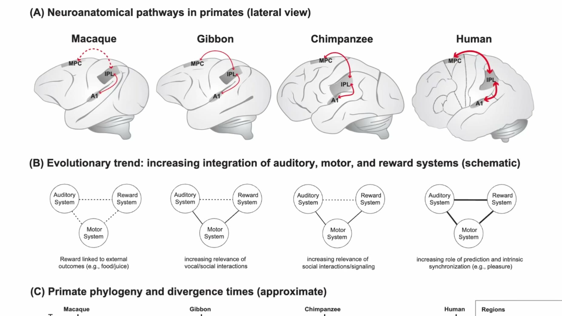 Comparative example [13:10]: A diagram shown compares neuroanatomical pathways across macaque, gibbon, chimpanzee, and h