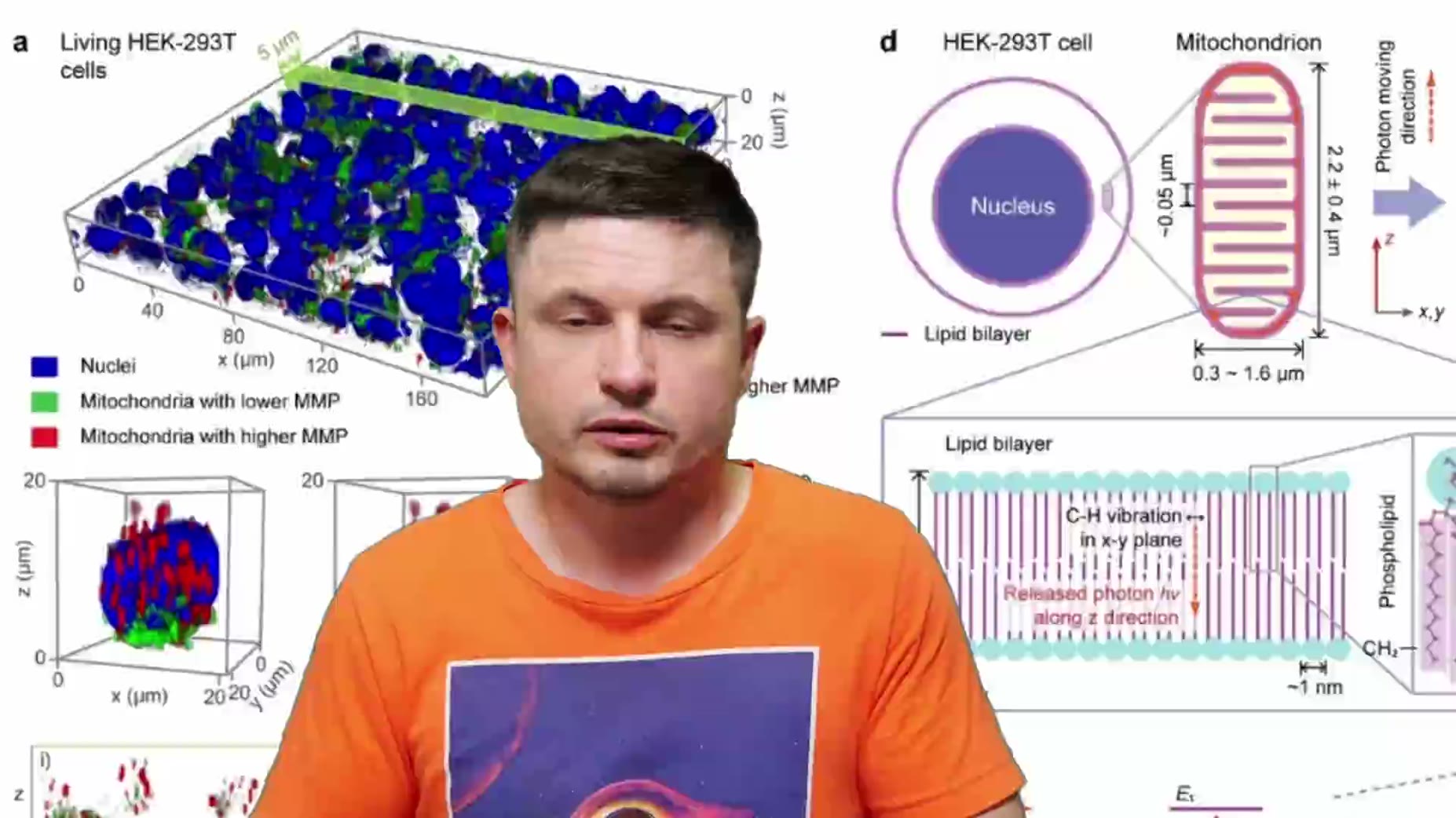 Researchers found an anomalous signal oscillating at 71 Terahertz across kidney cells, mouse liver/heart/muscle, and iso